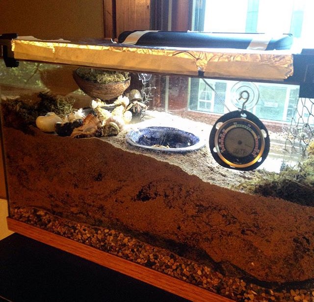 A basic but correct hermit crab habitat. Photo Credit - Max Isenberg