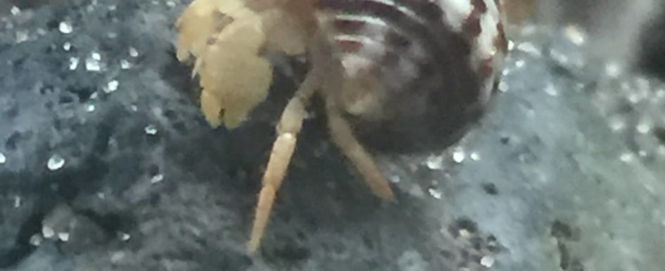 Baby hermit crab hatched fall 2018 - Mary Akers