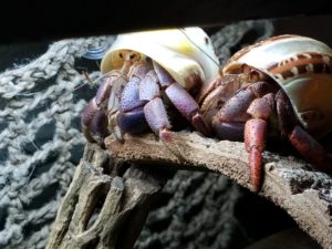 hermit crab shops near me