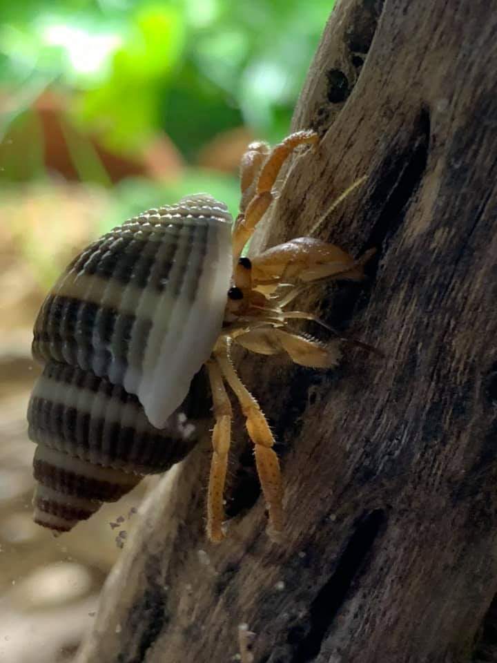 Captive Bred Hermit Crab Adoption Application Land Hermit Crab Owners