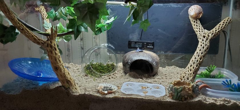 hermit crab cage