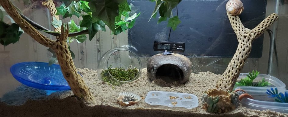 A simple but properly outfitted hermit crab habitat.