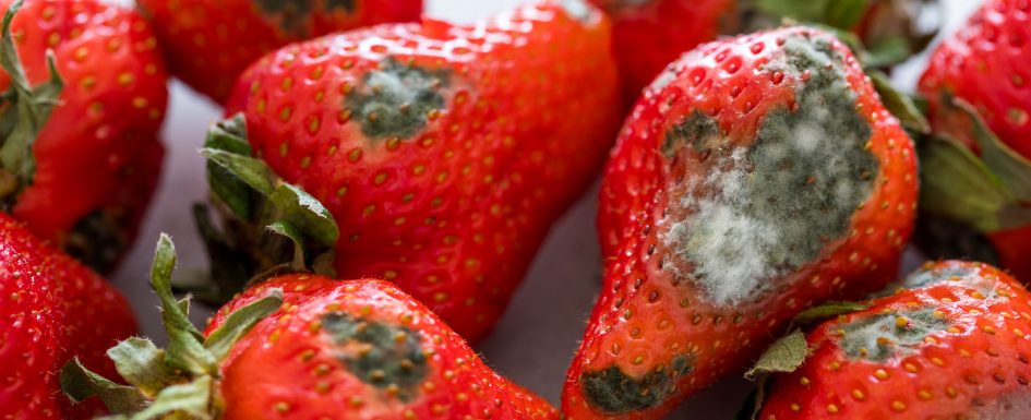 https://lhcos.org/wp-content/uploads/2021/08/Moldy-Strawberries-945x385.jpg