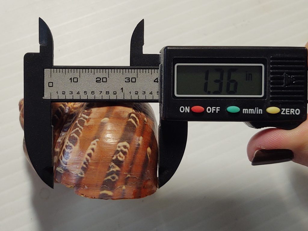 A seashell being measured with calipers