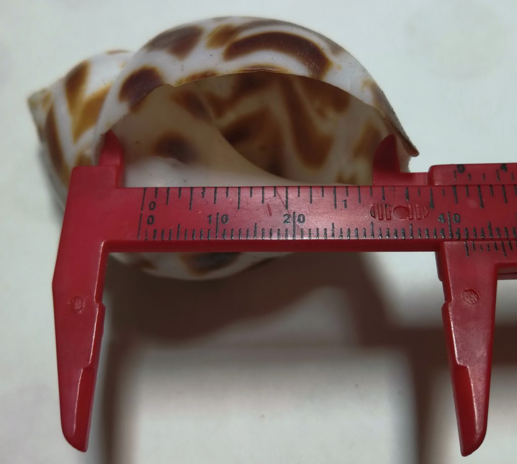 A seashell opening being measured with calipers