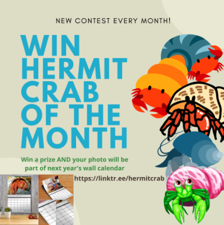 Hobo Hermie – Land Hermit Crab Owners Society