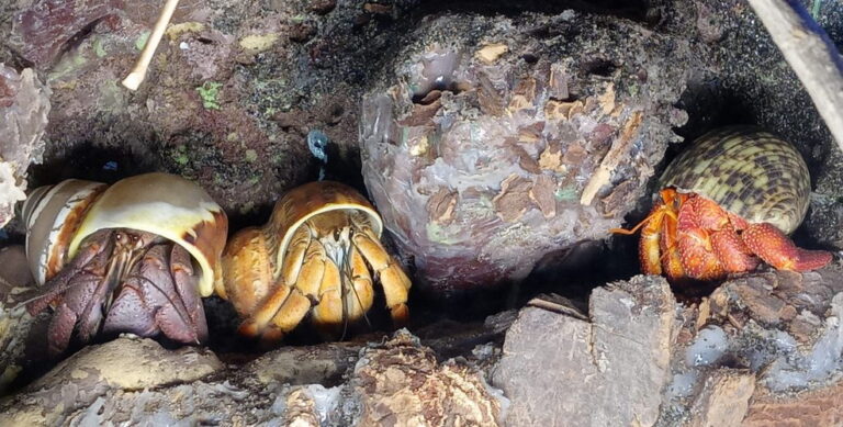 Land Hermit Crab Owners Society – Good Friends In A Pinch