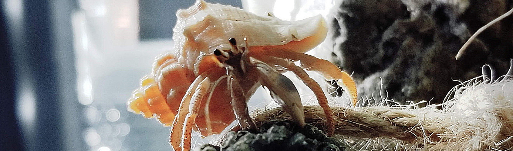 Do hermit crabs love their owners?