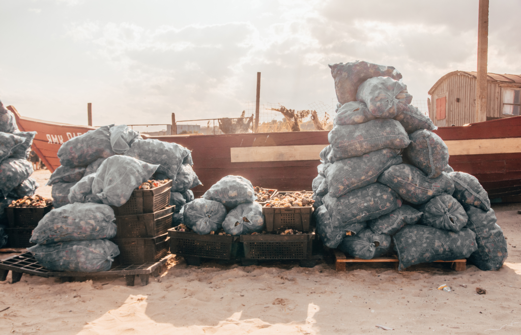 Hermit Crabs in Bags, Stacked for Shipment.