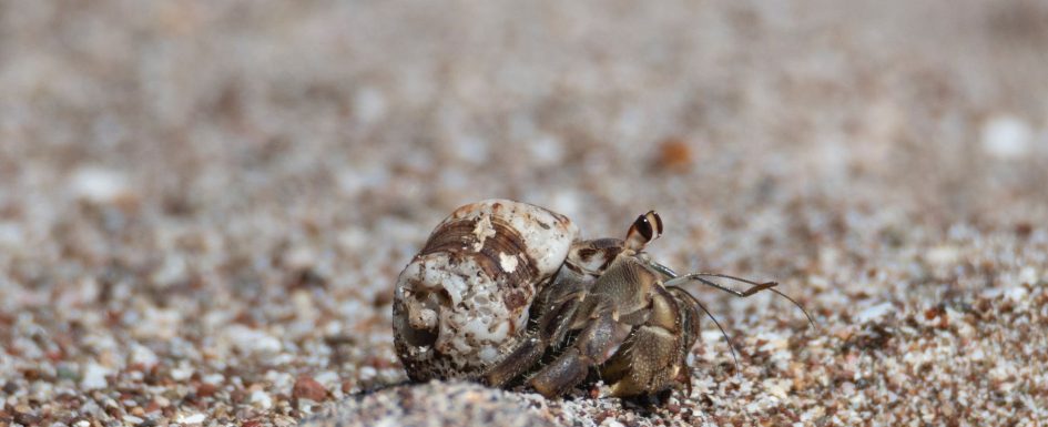 close up photo of a hermit crab